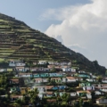 Scenic view of Ooty, a hill station blanketed in a lush carpet of emerald green tea plantations, nestled amidst rolling hills and misty valleys. The image captures the serene beauty of Ooty's natural landscape, with mist gently veiling the distant hills and a charming town nestled in the foreground