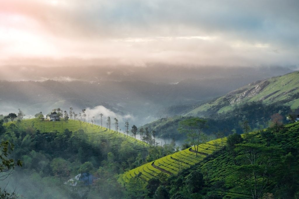 Vibrant green tea plantations carpeting the rolling hills of Munnar kerala, creating a picturesque landscape of natural beauty and tranquility