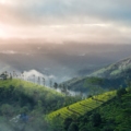 Vibrant green tea plantations carpeting the rolling hills of Munnar, creating a picturesque landscape of natural beauty and tranquility