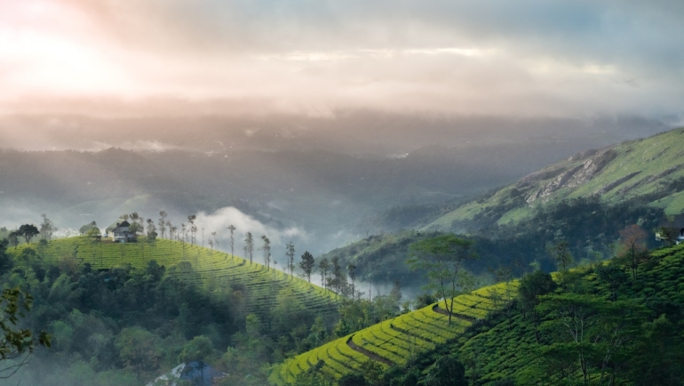 Vibrant green tea plantations carpeting the rolling hills of Munnar, creating a picturesque landscape of natural beauty and tranquility