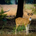 Graceful deer in the scenic landscape of Madhya Pradesh.