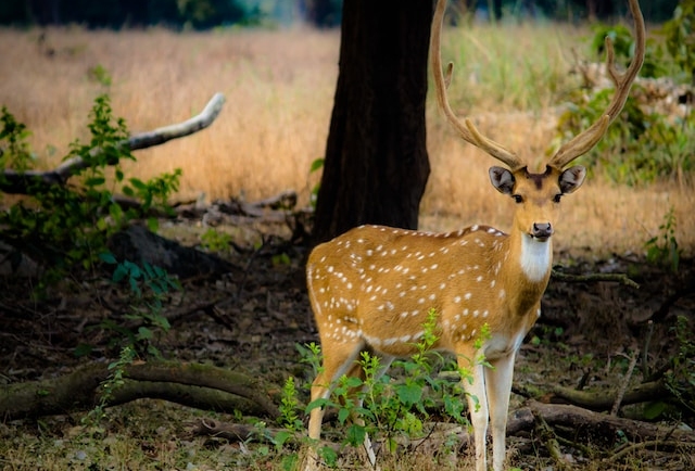 Graceful deer in the scenic landscape of Madhya Pradesh.