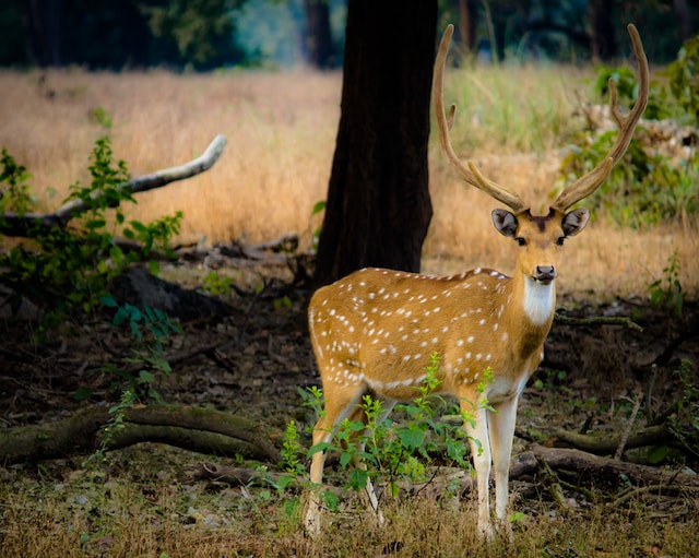 Graceful deer in the scenic landscape of Madhya Pradesh.