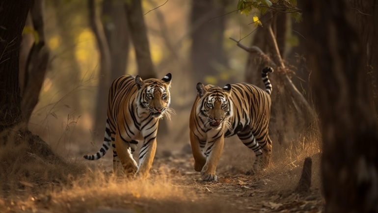 Experience the diverse wildlife of Tadoba, India through captivating images and narratives. Encounter majestic tigers, vibrant birdlife, and lush landscapes in this immersive exploration of India's natural wonders.