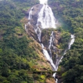 Dudhsagar Falls: Majestic descent amidst lush greenery, a mesmerizing cascade of nature's beauty.