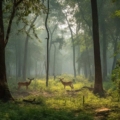 A captivating image of Kanha National Park's stunning wilderness, showcasing India's rich biodiversity.